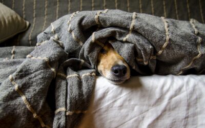 Gedrag gerelateerde klachten bij honden